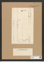 Ardissonia fulgens var. carnigera Grun. (de-Toni-Nr.: Genus 68, Species 2676) Zeichnungen Sammlung Grunow Nr. 5478 (NHMW-BOT-W0373906)
